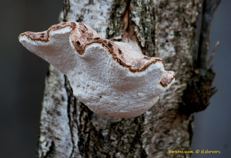 Berkenzwam - Schimmels - Berkenzwam