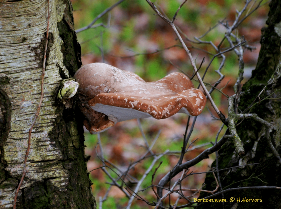 Berkenzwam - Schimmels - Berkenzwam