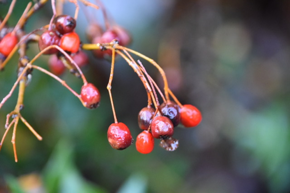 Bessen na een bui regen - Planten - 