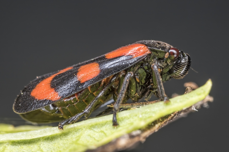 Bloedcicade (Cercopis vulnerata) - Geleedpotigen - Bloedcicade
