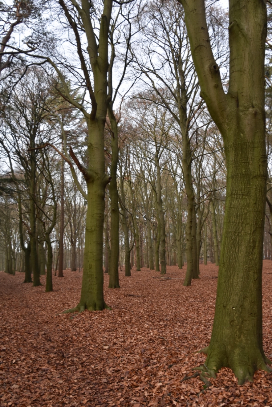 Bodem vol blad - Planten - 