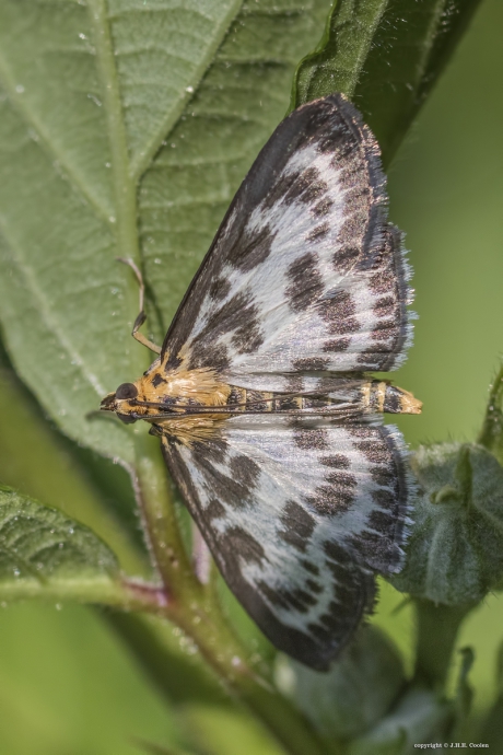 Bonte brandnetelmot  (Eurrhypara hortulata)