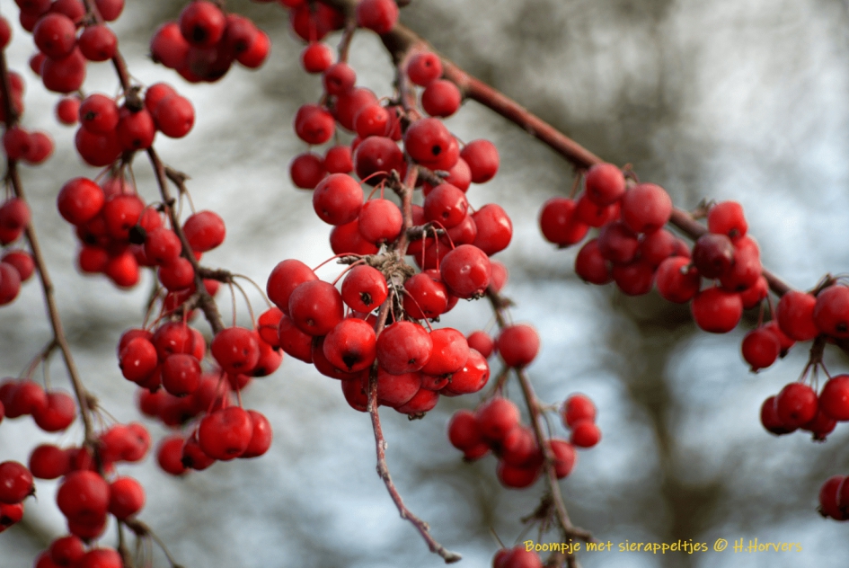 Boompje met sierappeltjes - Planten - Boompje met sierappeltjes