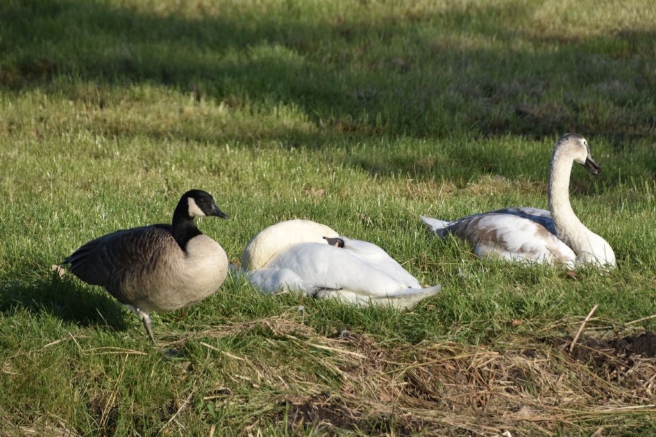 Brandgans met zwanen - Vogels - 