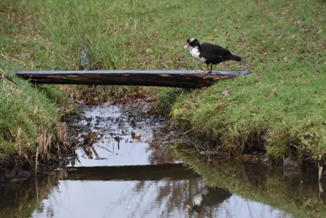 Bruggetje naar de overkant