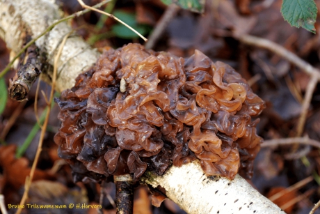 Bruine Trilzwam op Berk