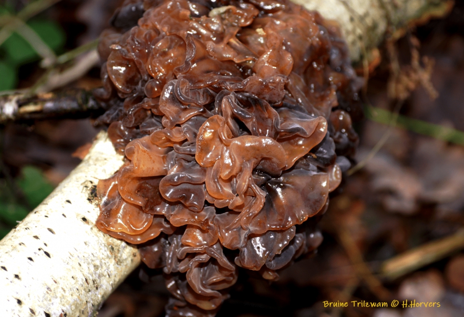 Bruine Trilzwam op Berk - Schimmels - Bruine Trilzwam op Berk