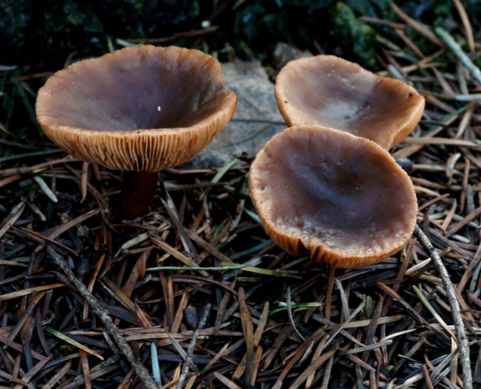 Bruine Zwammen - Schimmels - Bruine Zwammen