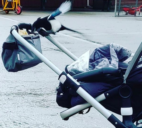 Brutale eksters!