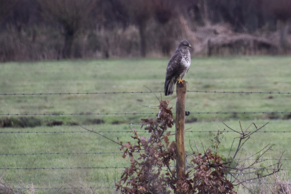 Buizerd - Vogels - 