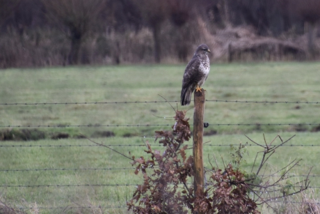 Buizerd