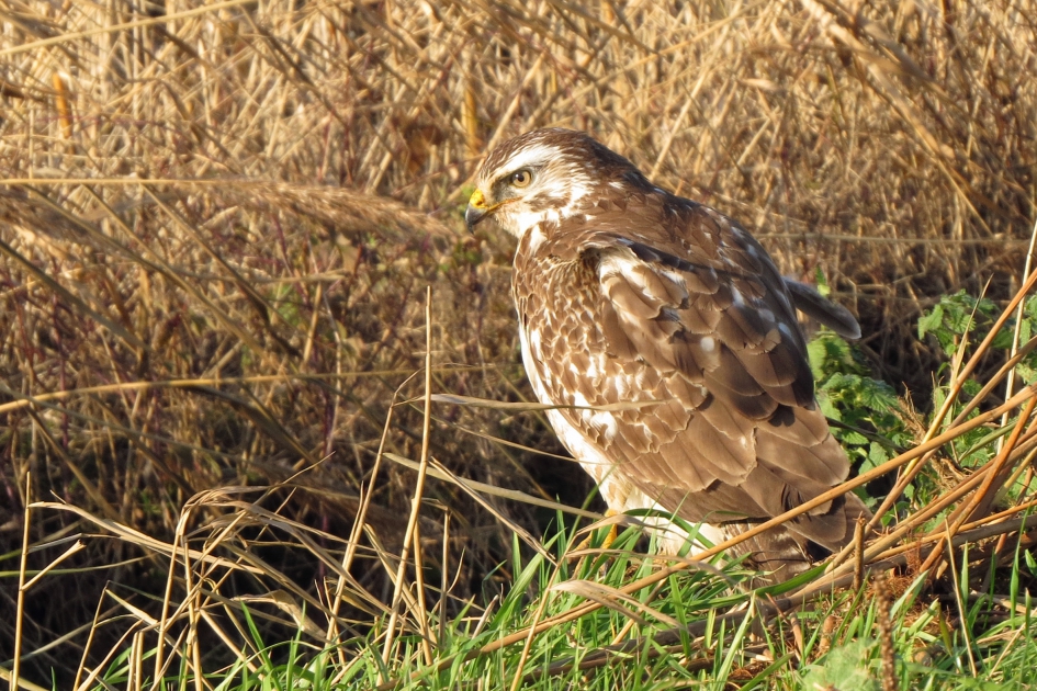 Buizerd - Vogels - 