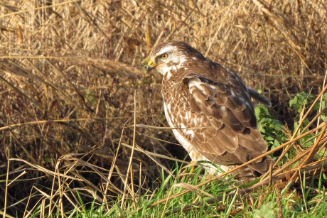 Buizerd