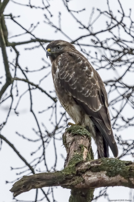 Buizerd