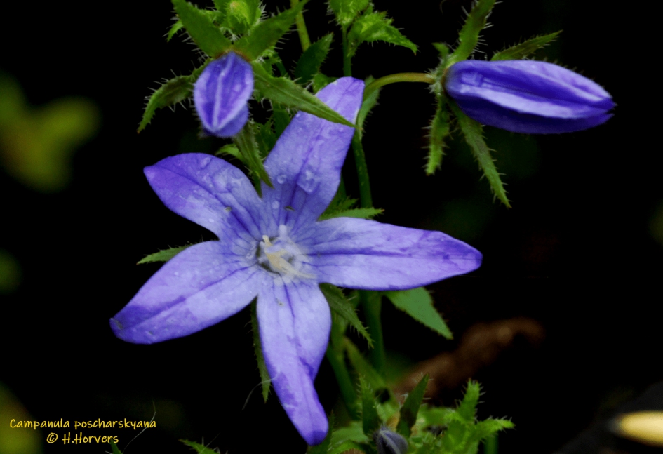 Campanula (poscharskyana) - Planten - Klokjesbloem