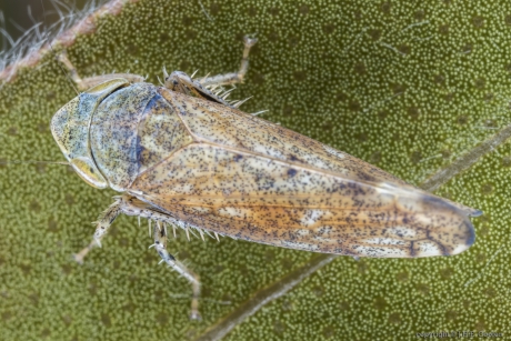 Cicade (Fieberiella florii)