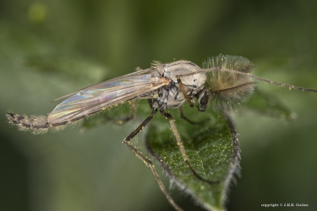 Dansmug ( Chironomidae)