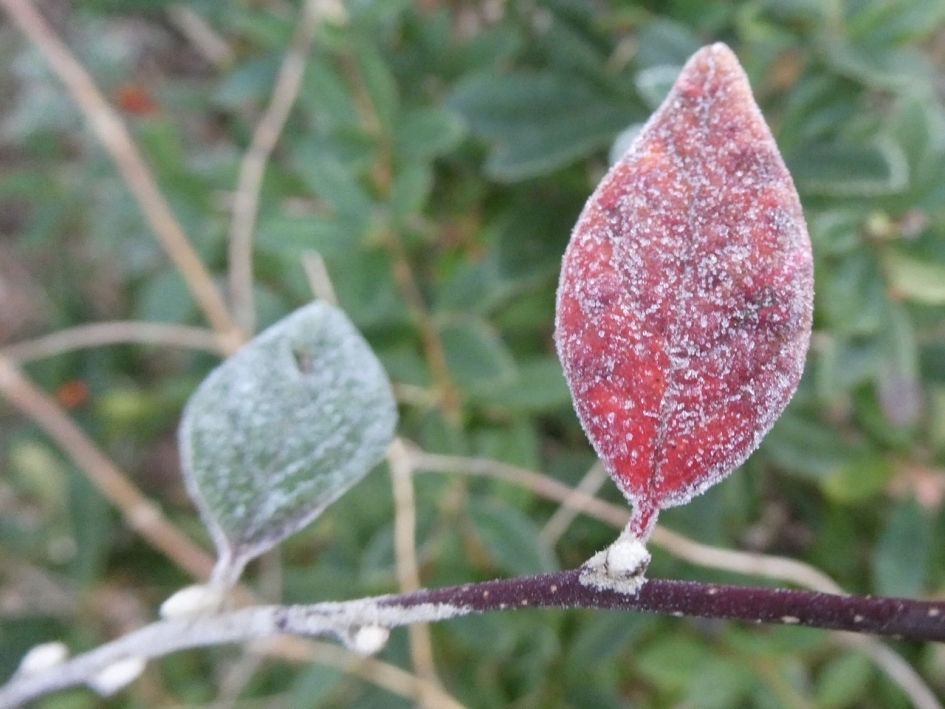 De laatste blaadjes... - Planten - 