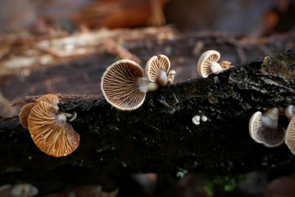 Dennenschelpzwammen. - Schimmels - Dennenschelpzwam