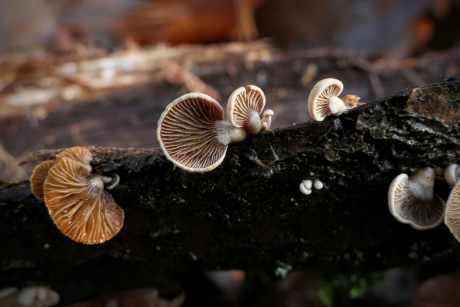 Dennenschelpzwammen.