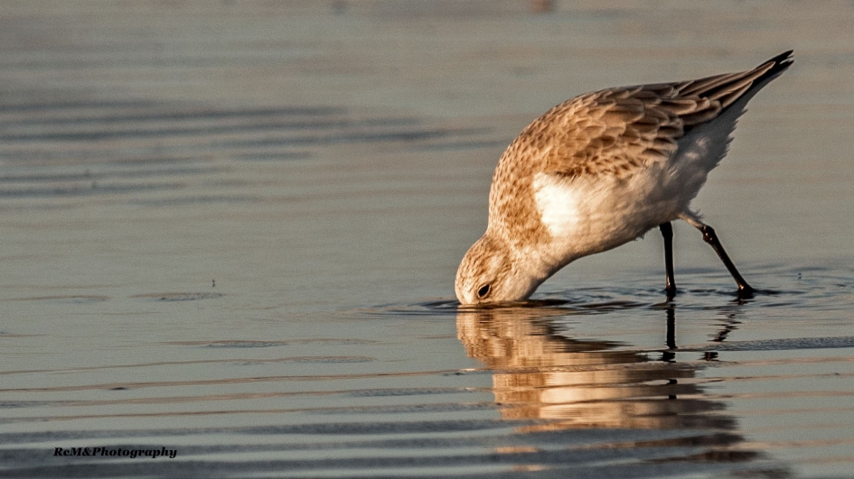 Drieteenstrandloper. - Vogels - Drieteenstrandloper.