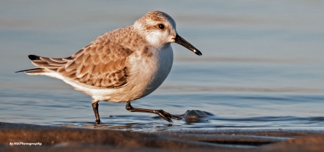 Drieteenstrandloper.