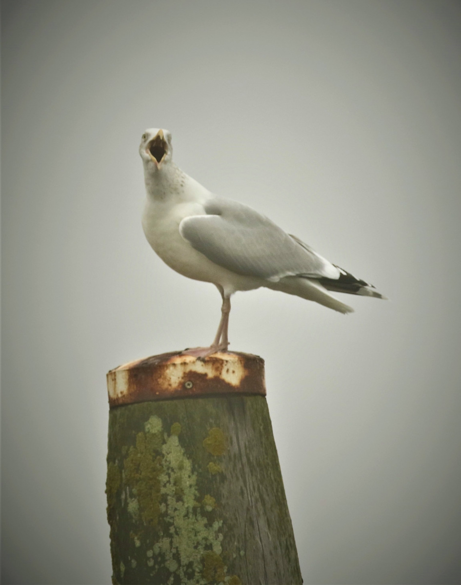 druktemaker - Vogels - zilvermeeuw -adult-