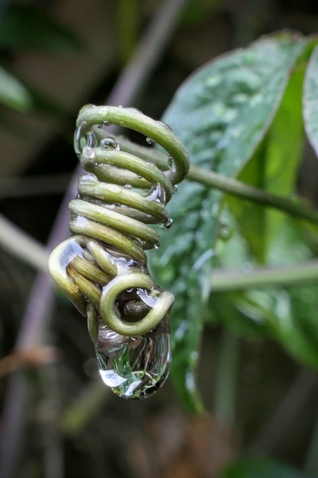 Druppel, druppel, druppel....