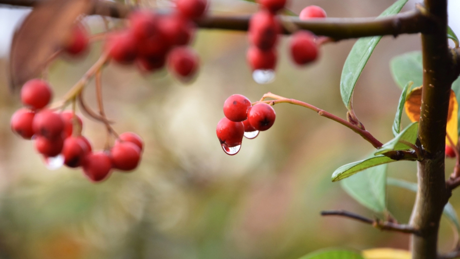 Druppels - Planten - 