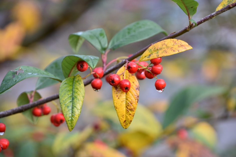 Druppels na de mist - Planten - 