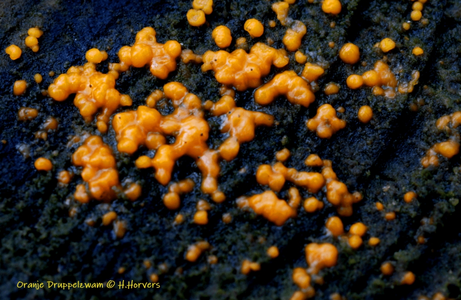 Druppelzwammetjes - Schimmels - Druppelzwammetjes