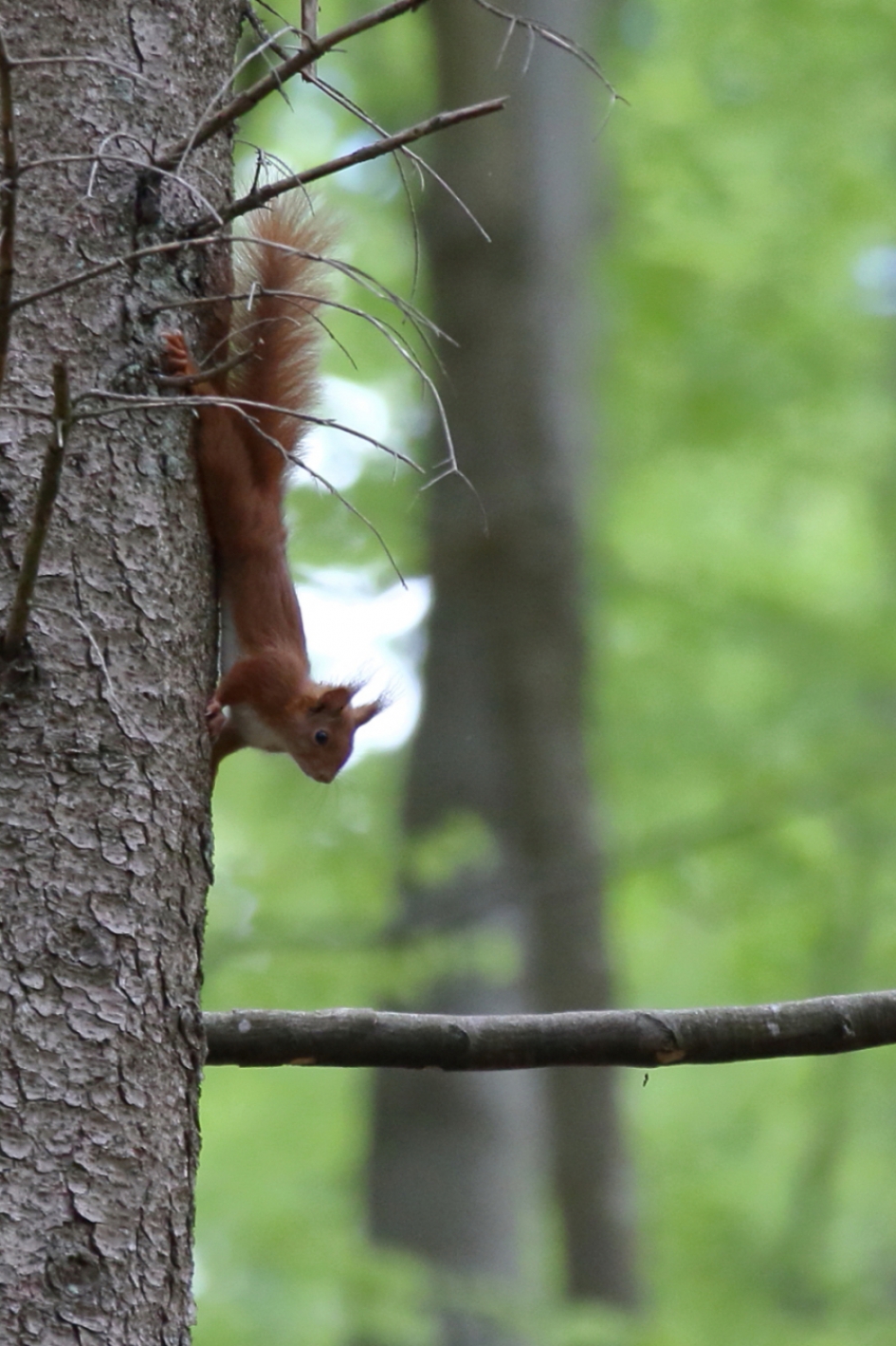 eekhoorn - Zoogdieren - eekhoorn