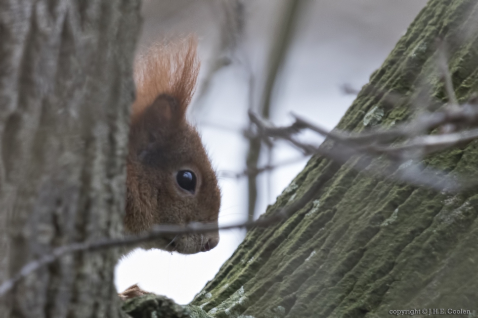 Eekhoorn (Sciurus vulgaris) - Geleedpotigen - Eekhoorn