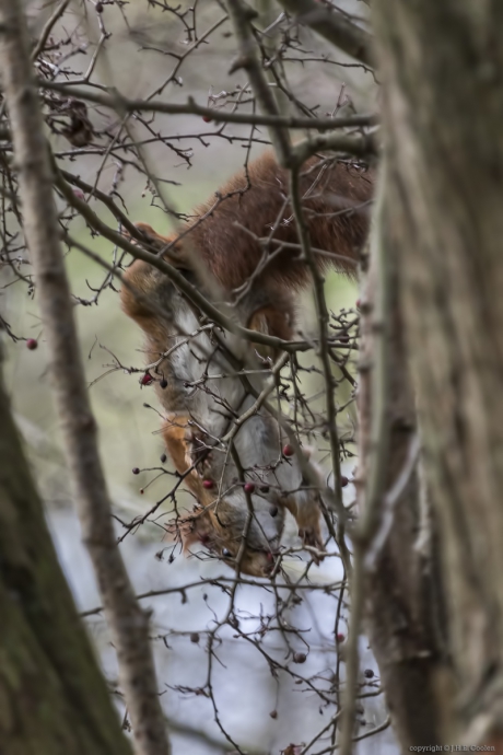 Eekhoorn (Sciurus vulgaris)