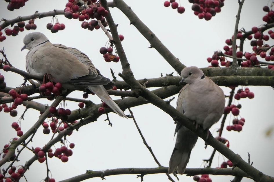 Een mooi paar. - Vogels - Turkse tortel