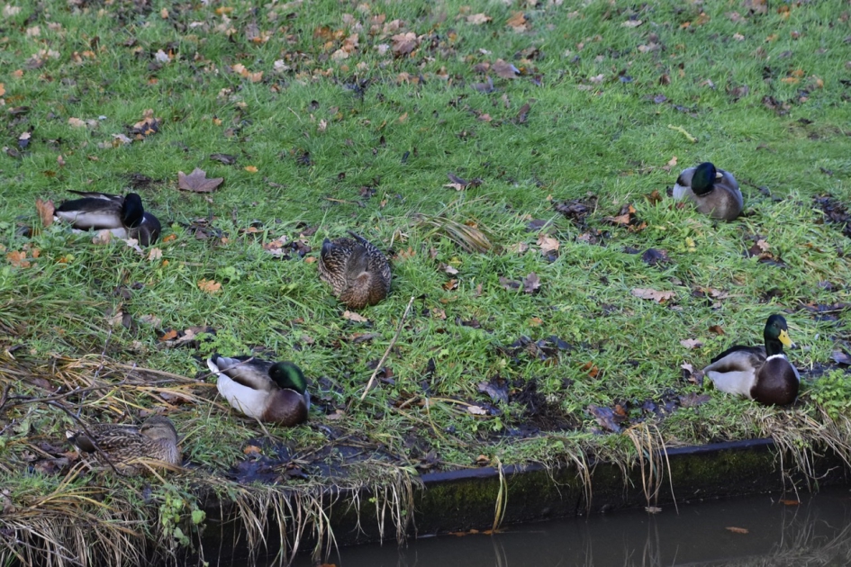 Eenden in rust - Vogels - 