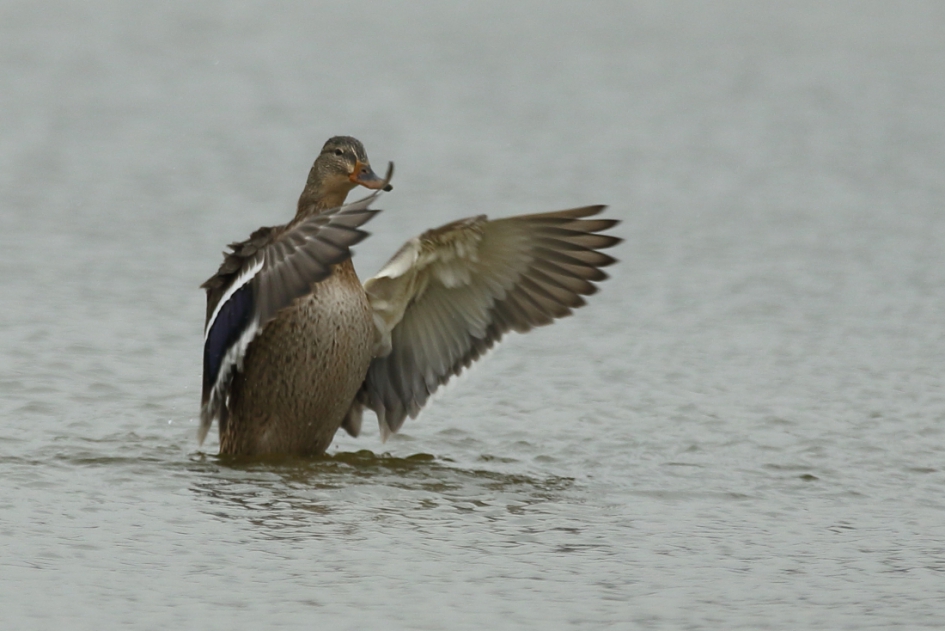 eendengroet - Vogels - wilde eend -v-