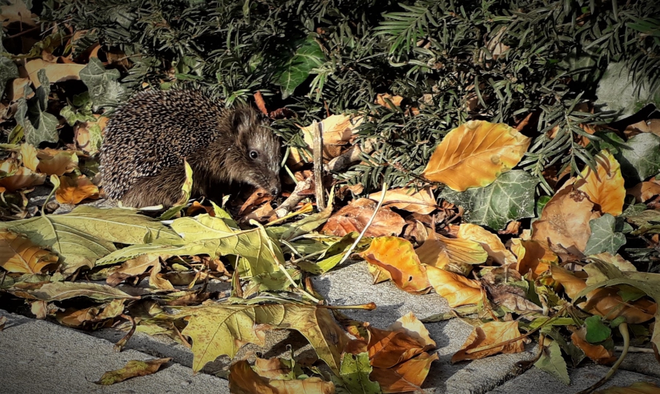 egel - Zoogdieren - egel