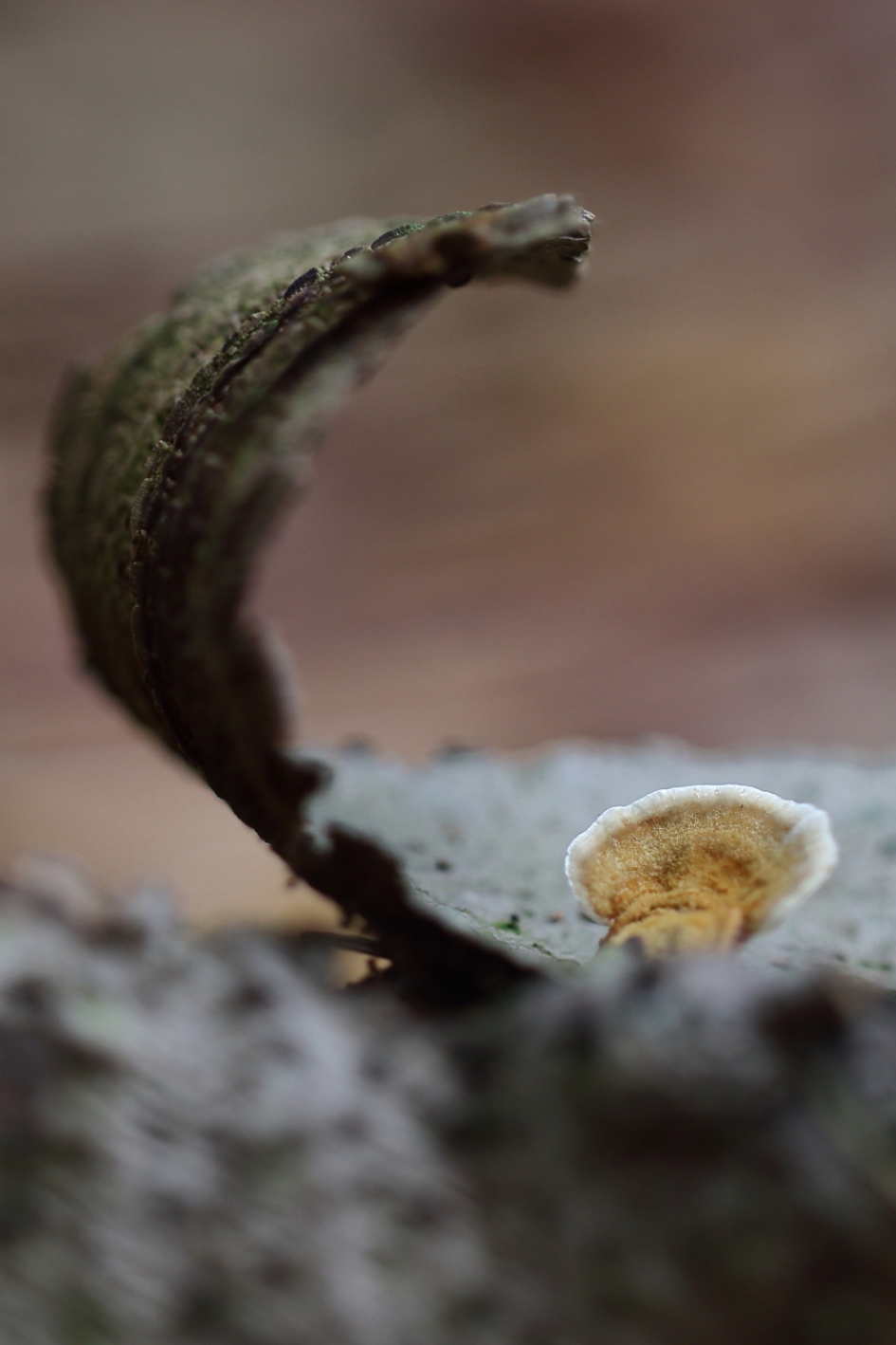 elfenbankje - Schimmels - 