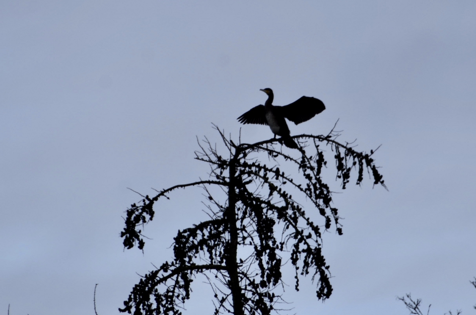 Even drogen - Vogels - 