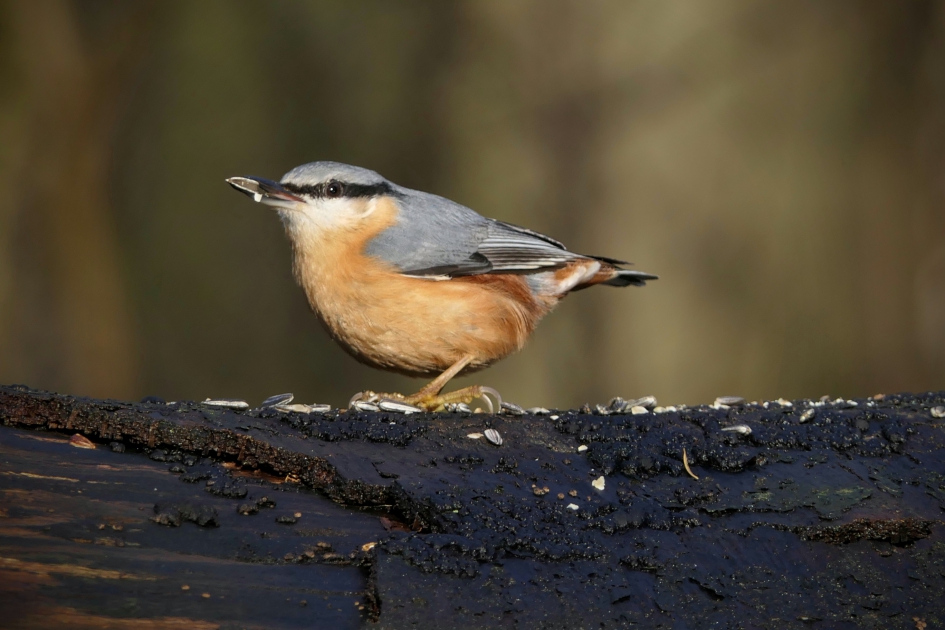 Even poseren. - Vogels - Boomklever