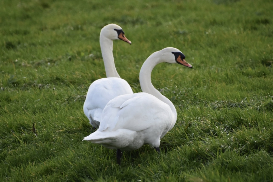 Familie zwaan - Vogels - 