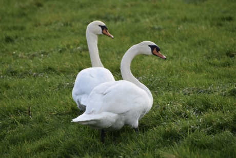 Familie zwaan