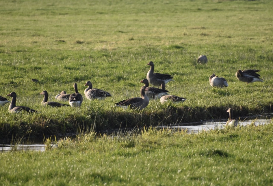 Grauwe ganzen - Vogels - 