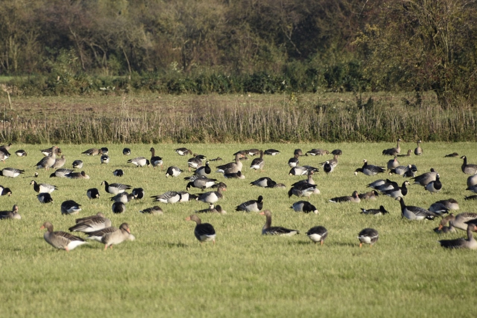 Ganzen - Vogels - 