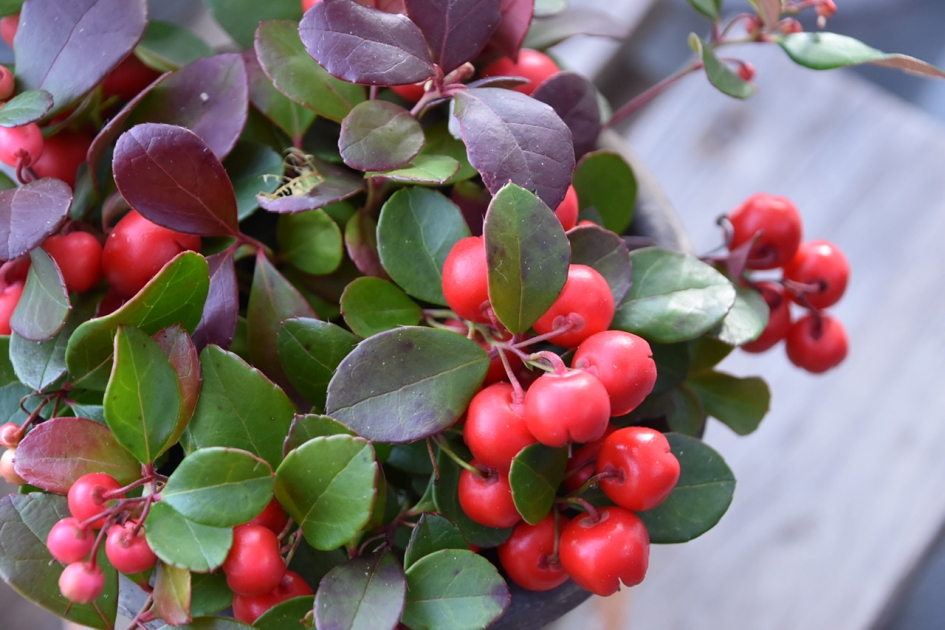 Gaultheria - Planten - 