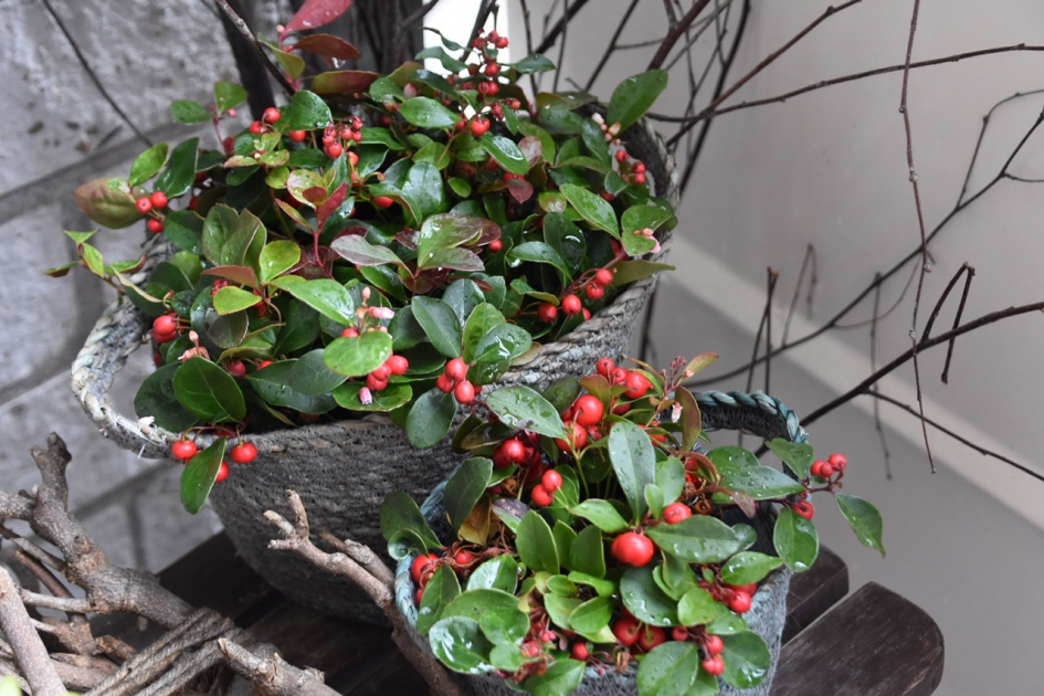 Gaultheria - Planten - 