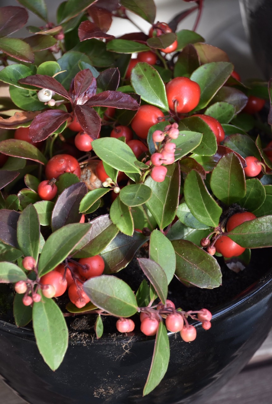 Gaultheria of kerstbesjes - Planten - 