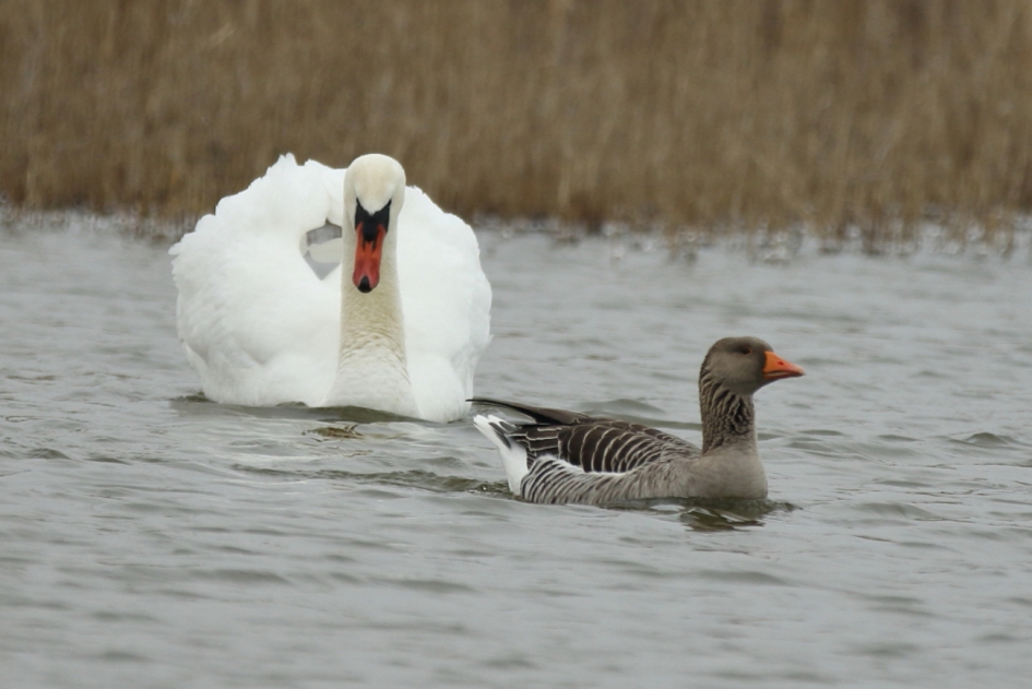geblokkeerde zwemroute - Vogels - knobbelzwaan