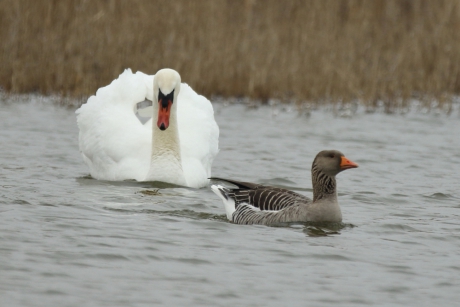 geblokkeerde zwemroute